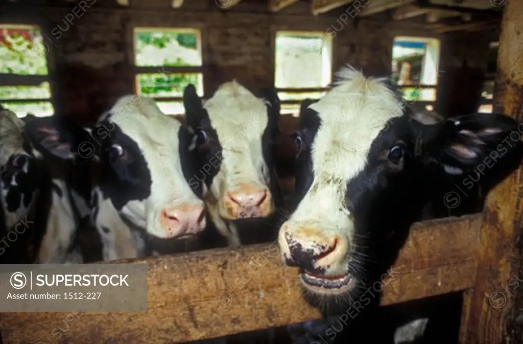 Close-up of four Holstein cows in a barn (Bos primogenus)