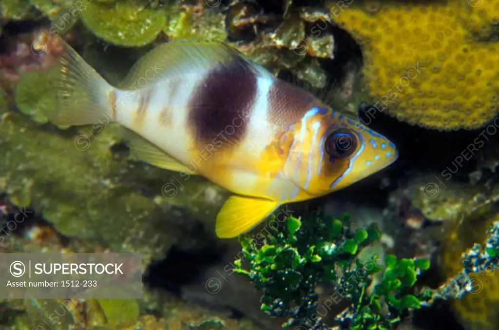 High angle view of a Barred Hamlet fish swimming underwater (Hypoplectrus puella)