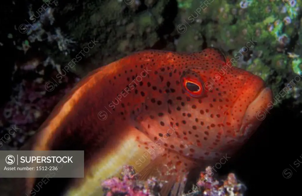 Close-up of a Coral Grouper underwater (Cephalopholis miniata)