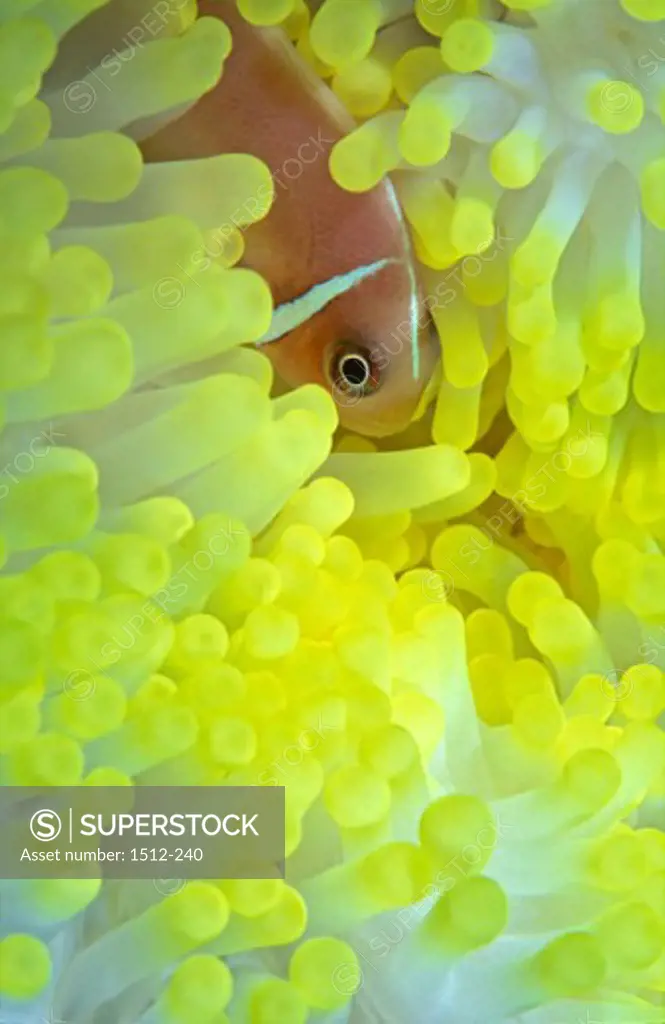 High angle view of a Pink Anemonefish hiding in a sea anemone (Amphiprion perideraion)