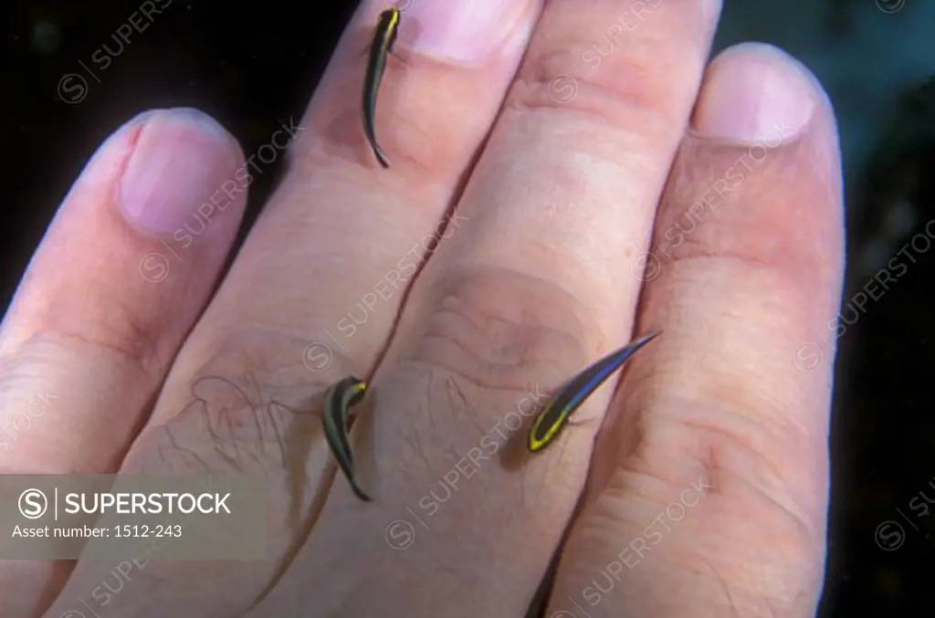 Close-up of three Cleaner Gobies on human fingers (Gobiosoma genie)