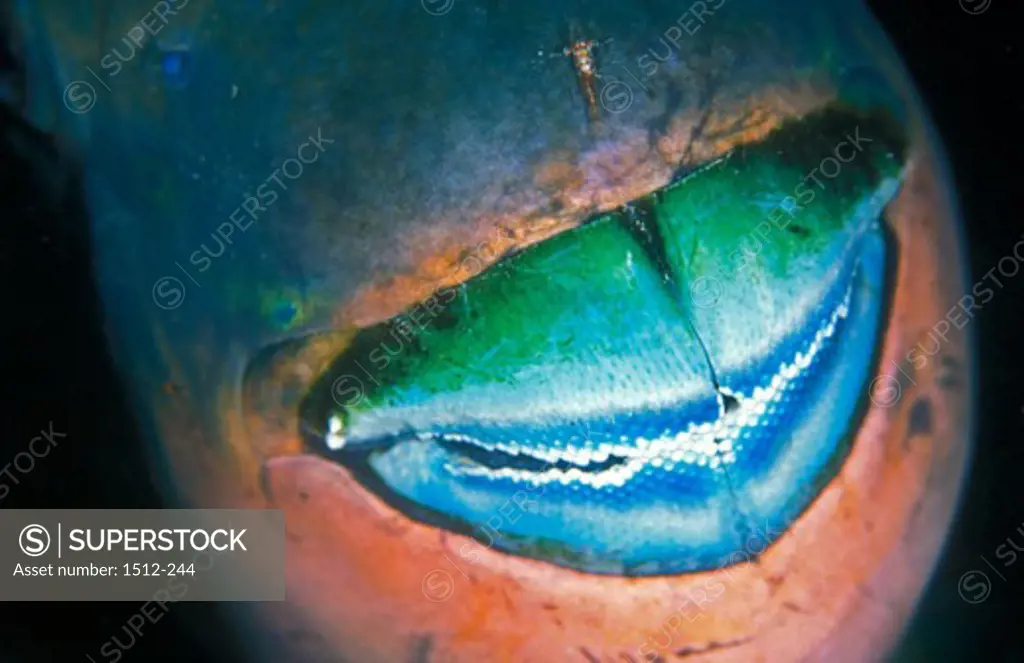 Close-up of a Rainbow Parrotfish underwater (Scarus guacamaia)