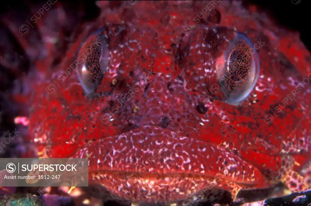 Close-up of a Red Irish Lord fish swimming underwater (Hemilepidotus hemilepidotus)