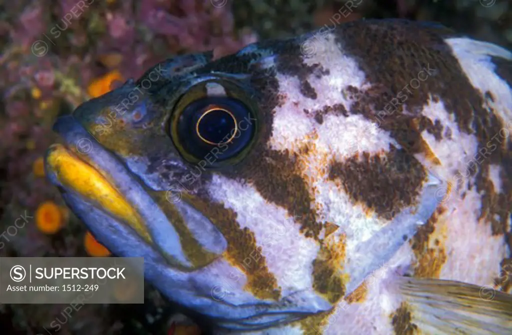 Close-up of a Copper Rockfish swimming underwater (Sebastes caurinus)