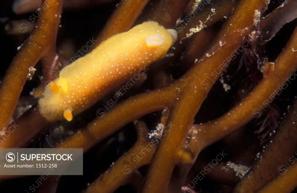 High angle view of a Speckled Sea Lemon on kelp underwater (Anisodoris nobilis)