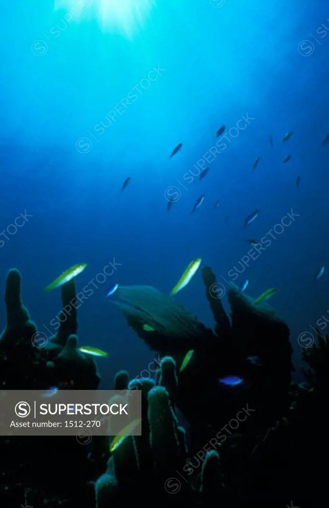 School of fish swimming near a coral reef, Bahamas