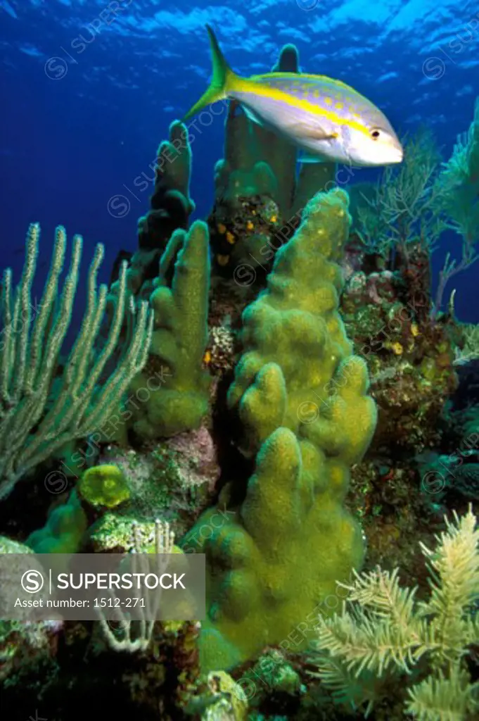 Side profile of a fish swimming near a coral reef, Bahamas