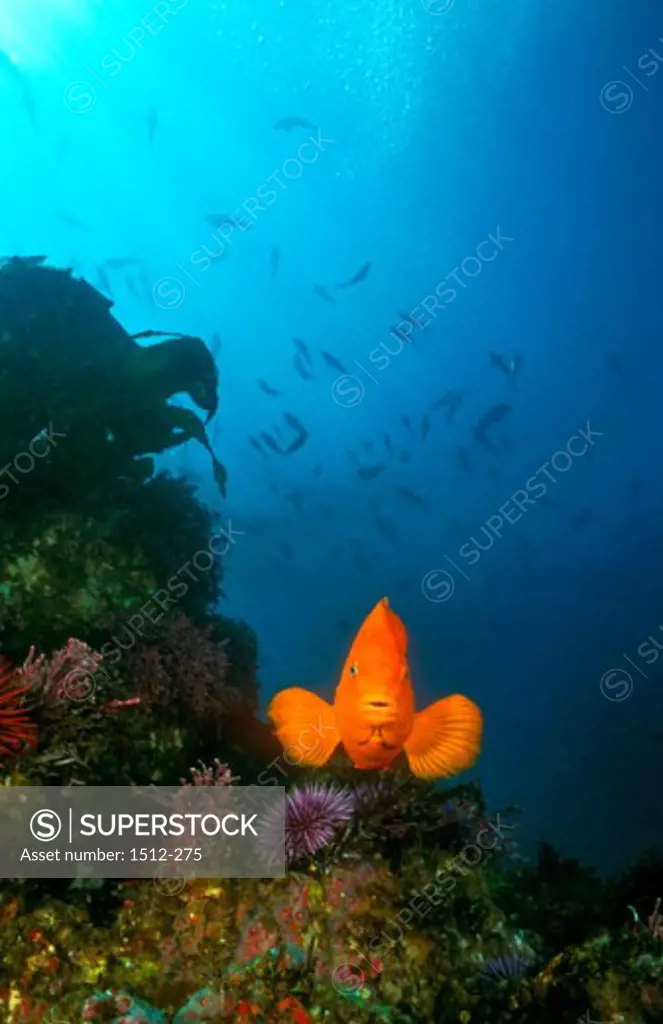 School of fish swimming in a kelp forest, Catalina Island, California, USA