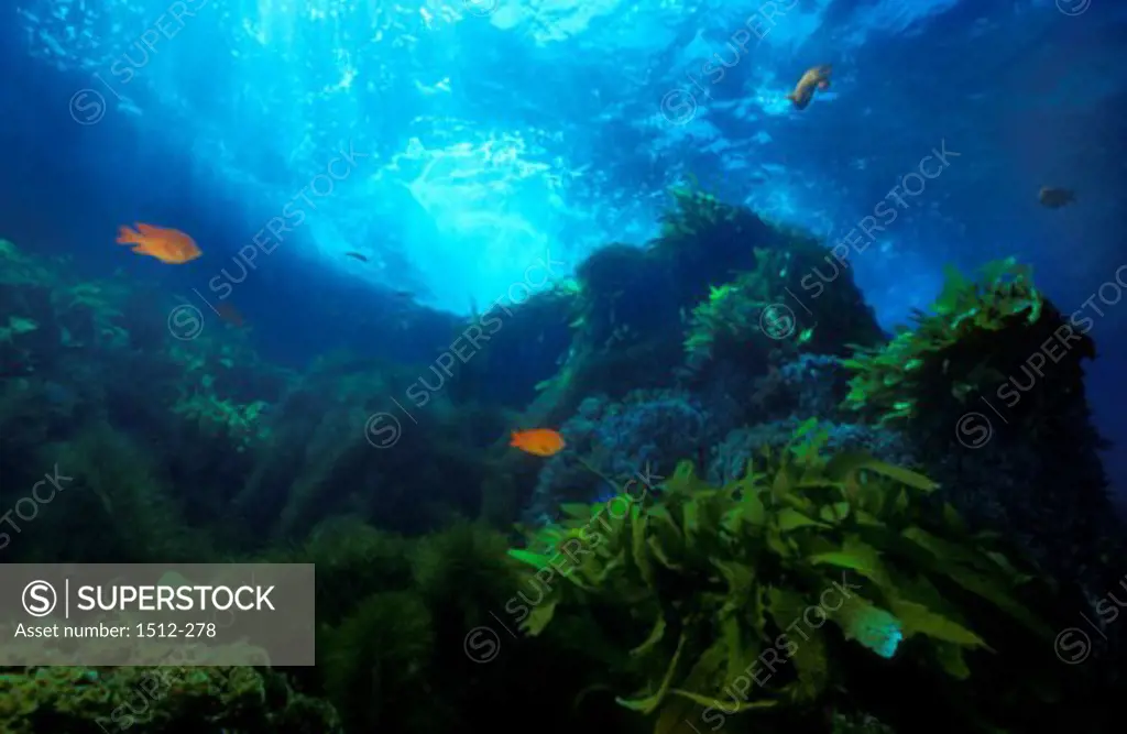 School of fish swimming in a kelp forest, San Clemente Island, California, USA