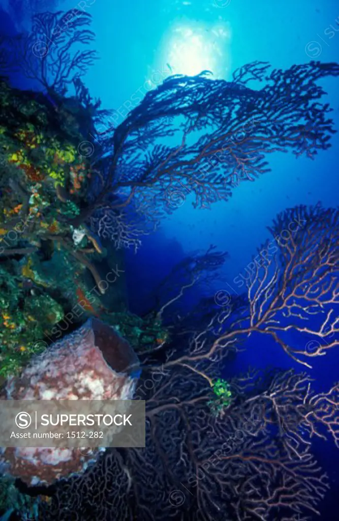 Close-up of a coral reef underwater, Bahamas