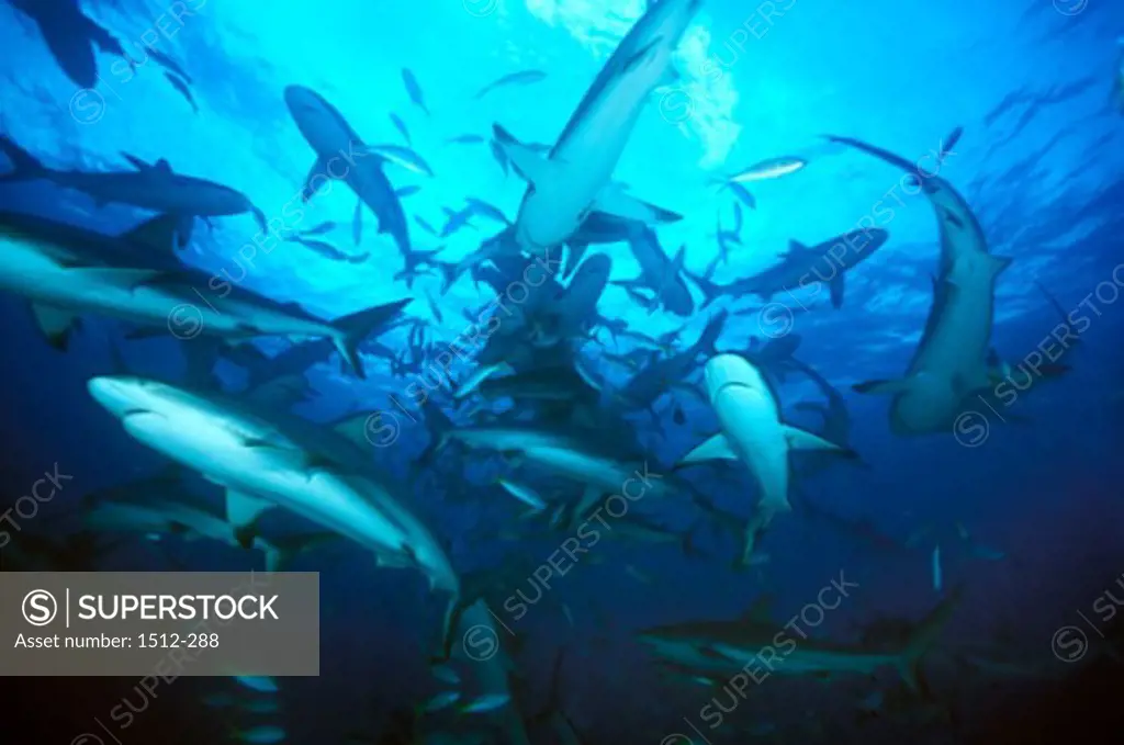 School of Caribbean Reef Sharks swimming underwater (Carcharhinus perezi)