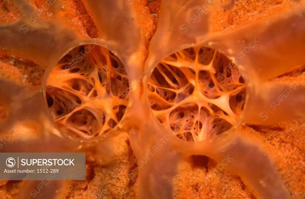 High angle view of an Orange Encrusting Sponge underwater