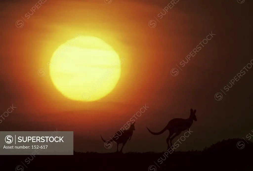 KangaroosAustralia