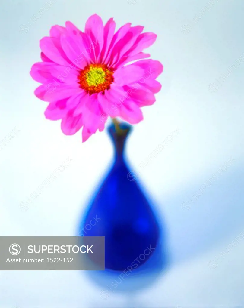 Close-up of a pink flower in a vase