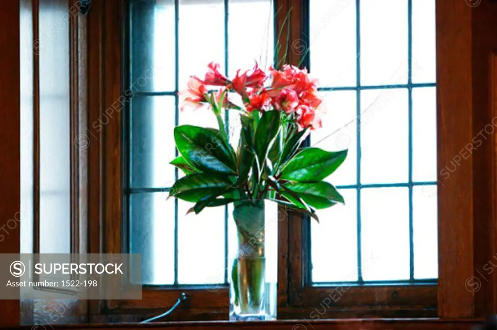 Close-up of flowers in a vase