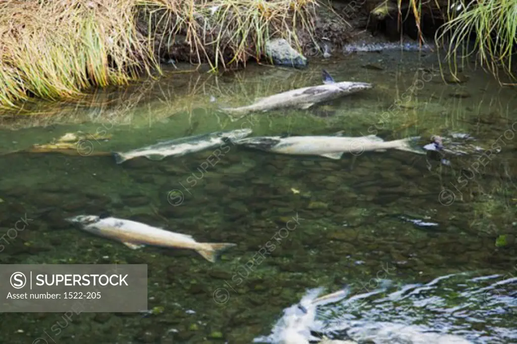 High angle view of four dead fish in water