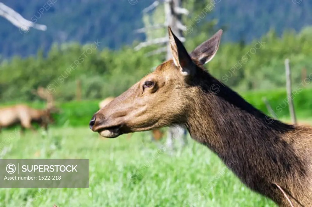 Close-up of an elk standing in a field, Alaska, USA