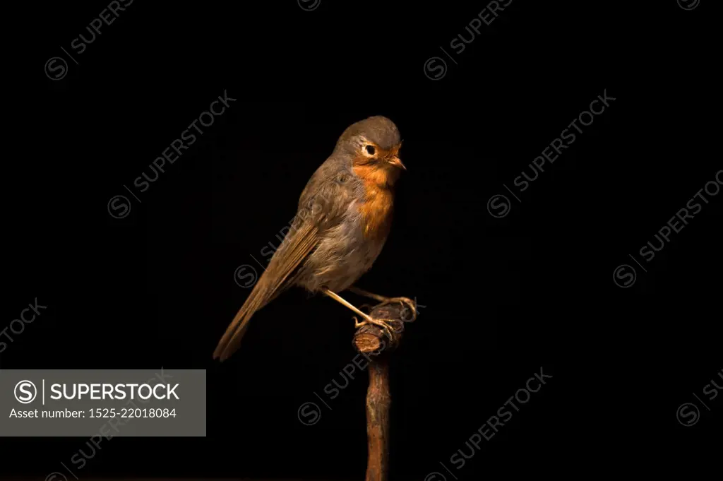 Taxidermy robin on black background