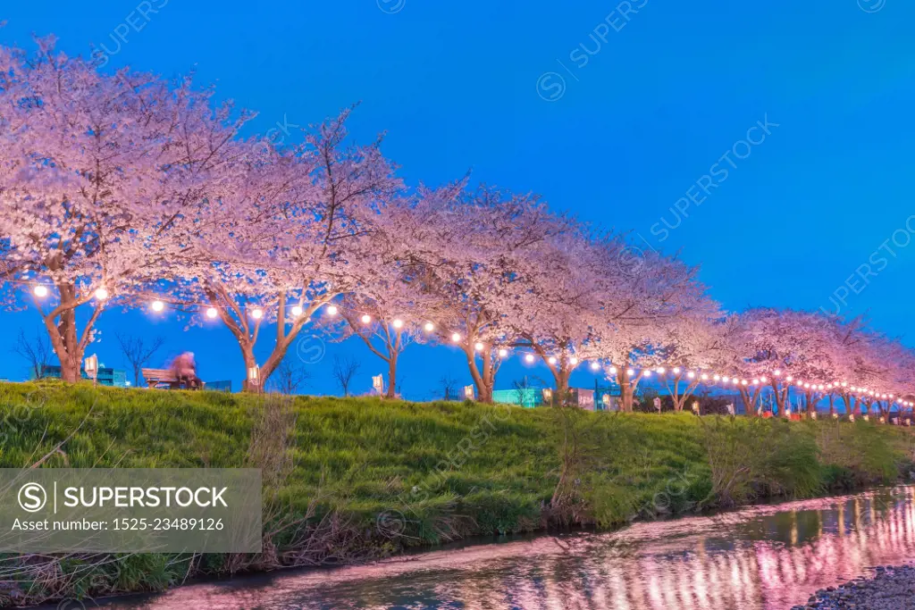 Cherry Blossoms at night in Saitama,Japan