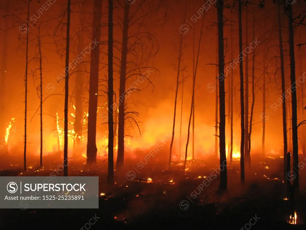 Disaster with fire in the forest