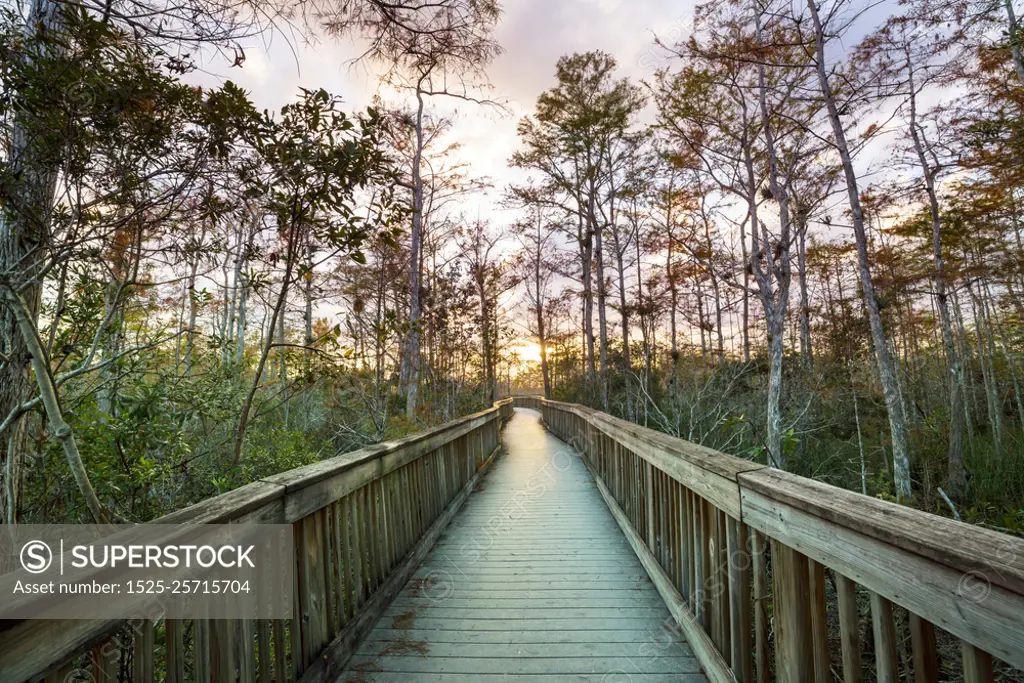 Boardwalk in Everglades. Boardwalks in the swamp in Everglades National Park, Florida, USA.