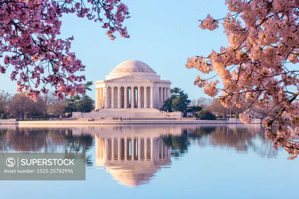 Beautiful early morning Jefferson Memorial with cherry blossoms. Sun rising illuminates the Jefferson Memorial and Tidal Basin. The bright pink cherry blossoms frame the monument in Washington DC during the annual cherry blossom festival. Beautiful early morning Jefferson Memorial with cherry blossoms