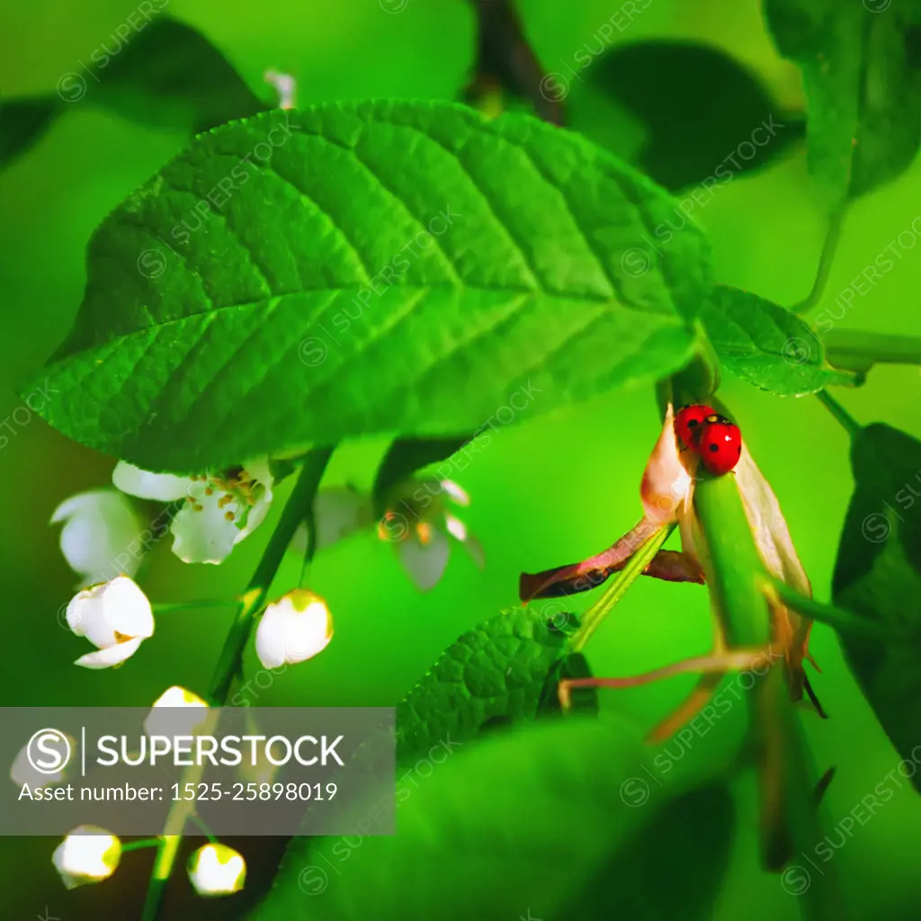 Pair of ladybugs on a branch of blossoming bird-cherry among green leaves and buds of flowers close-up. Selective focus, blurred vignette.. Spring Blossoming Green Background With Ladybugs