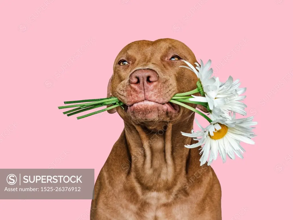 Lovable, pretty brown puppy and bright flowers. Closeup, indoors. Studio shot. Congratulations for family, relatives, loved ones, friends and colleagues. Pets care concept. Lovable, pretty brown puppy and bright flowers