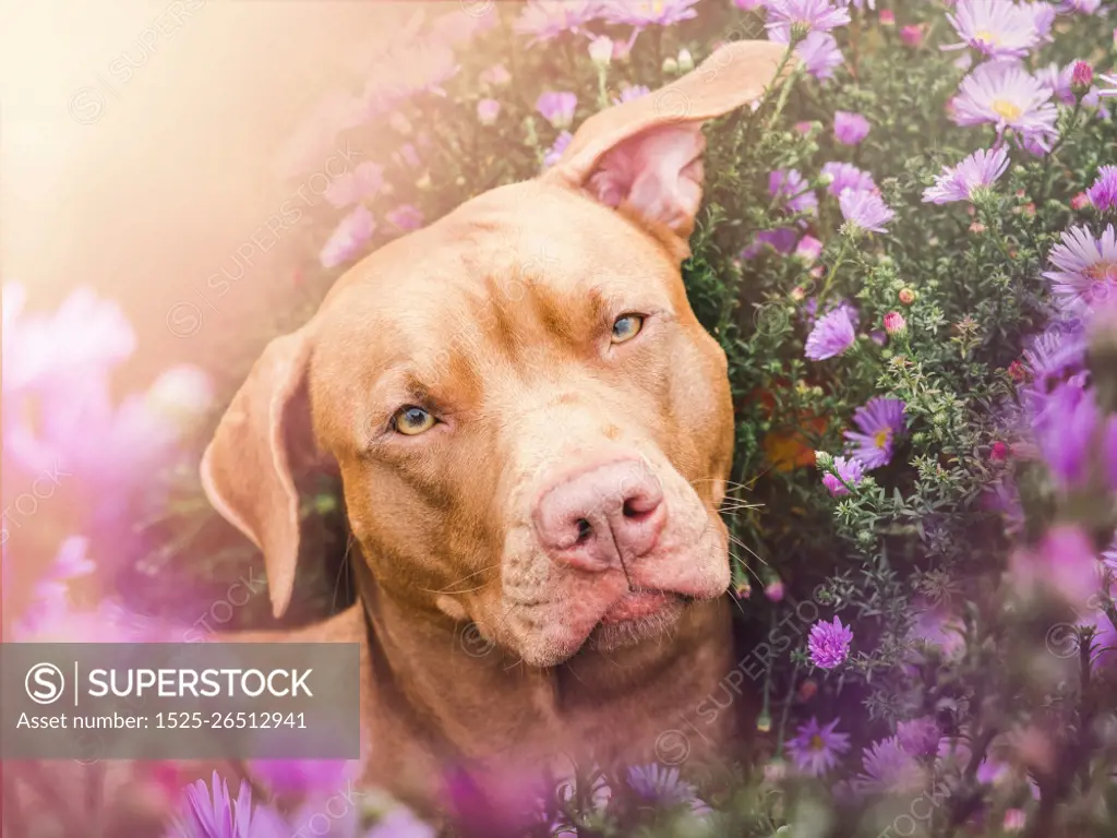 Lovable, pretty puppy of brown color on a background of bright flowers. Close-up, outdoors. Day light. Concept of care, education, obedience training and raising pets. Lovable, pretty puppy of brown color. Close-up