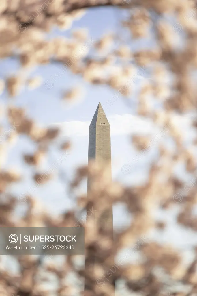 Pink cherry blossoms frame the Washington Monument in Washington DC in the morning.