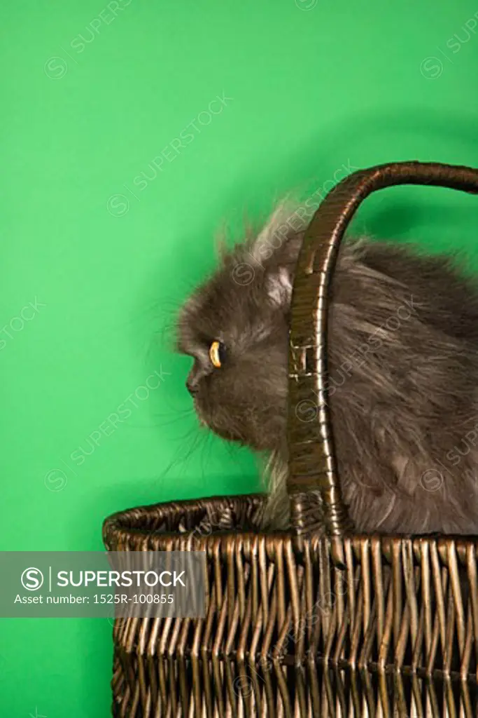 Gray Persian cat sitting in basket.