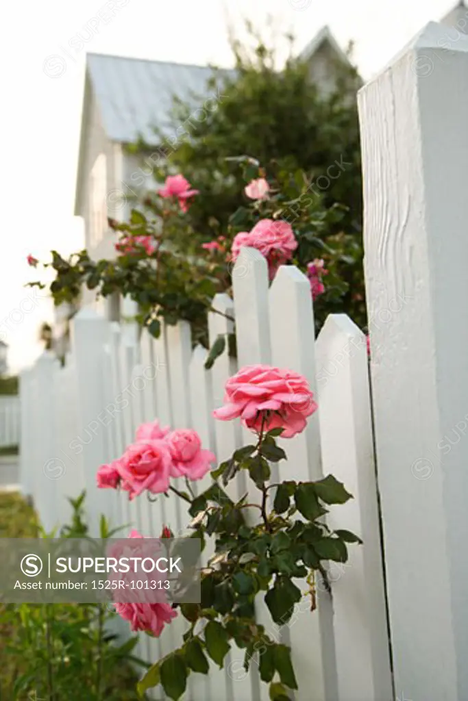 Pink roses growing over white picket fence.