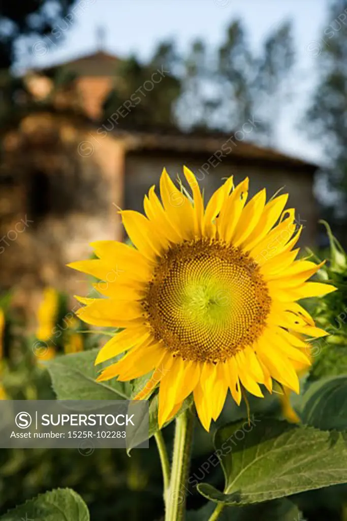 Close-up of one sunflower growing in field with building in the background in Tuscany, Italy.