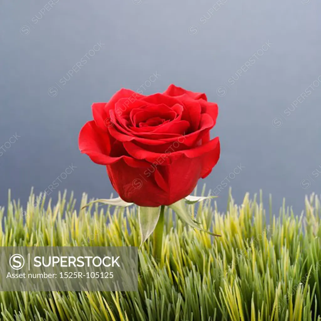 Single red rose growing out of artificial green grass.