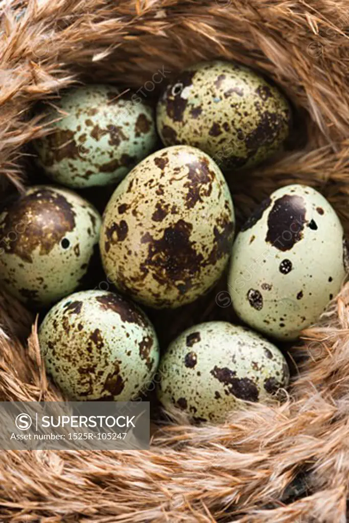 Speckled eggs in nest.