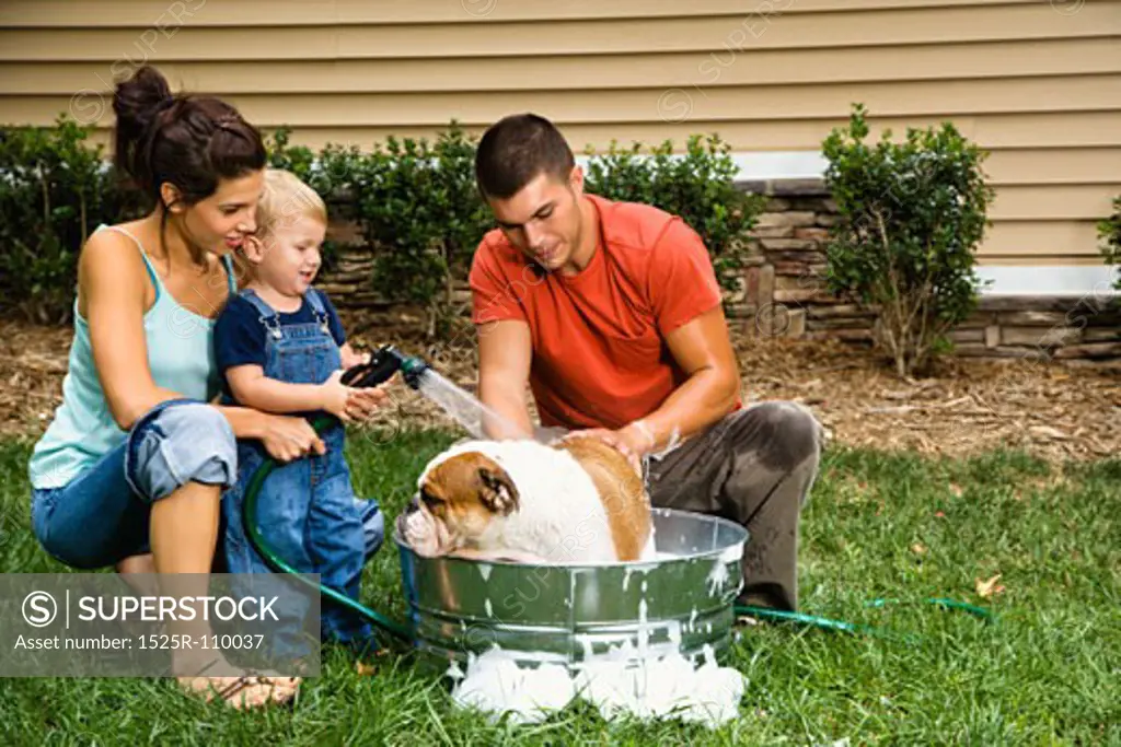 Caucasian family with toddler son giving  English Bulldog a bath outdoors.