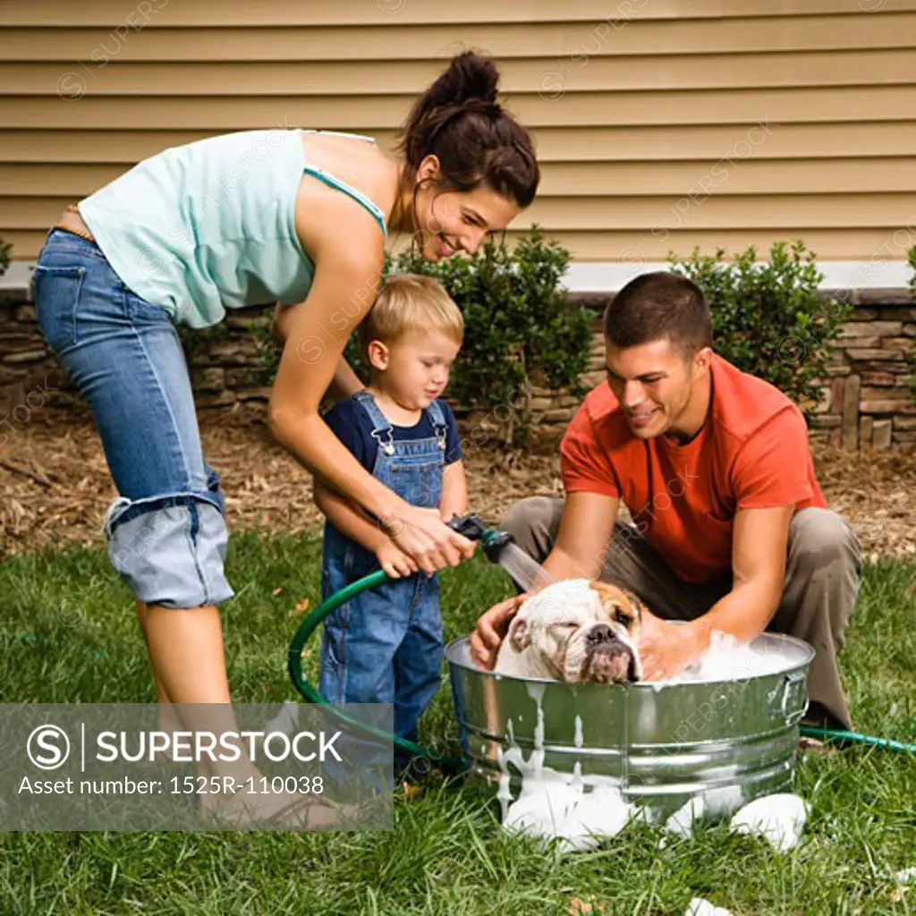 Caucasian family with toddler son washing English Bulldog in backyard.