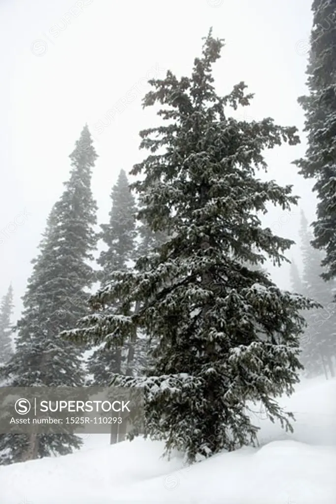 Snow covered pine trees in fog.