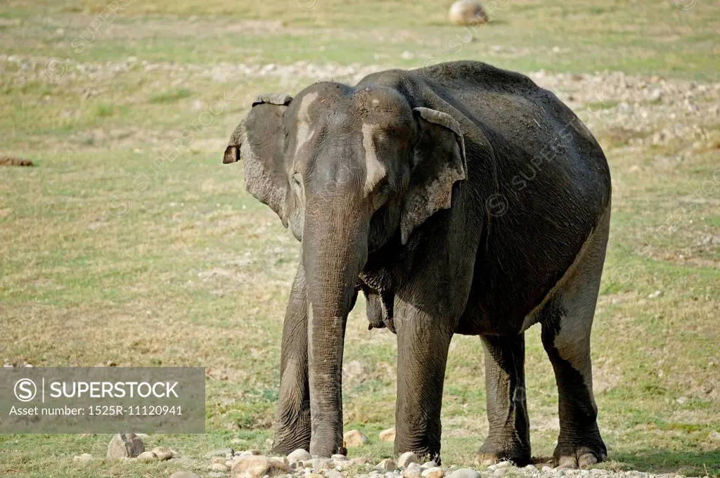 Adult female Asian elephant at water hole