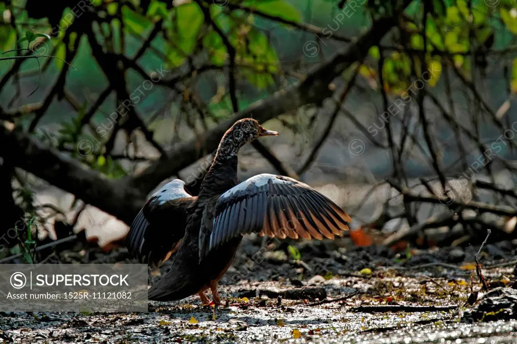 White winged wood duck Flapping wings in Nameri