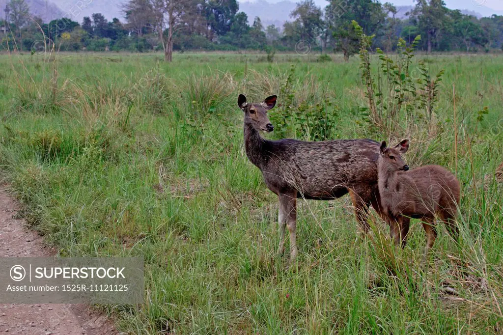 Sambar Deer doe with fawn