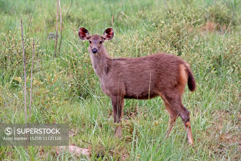 Portrait of Sambar deer fawn