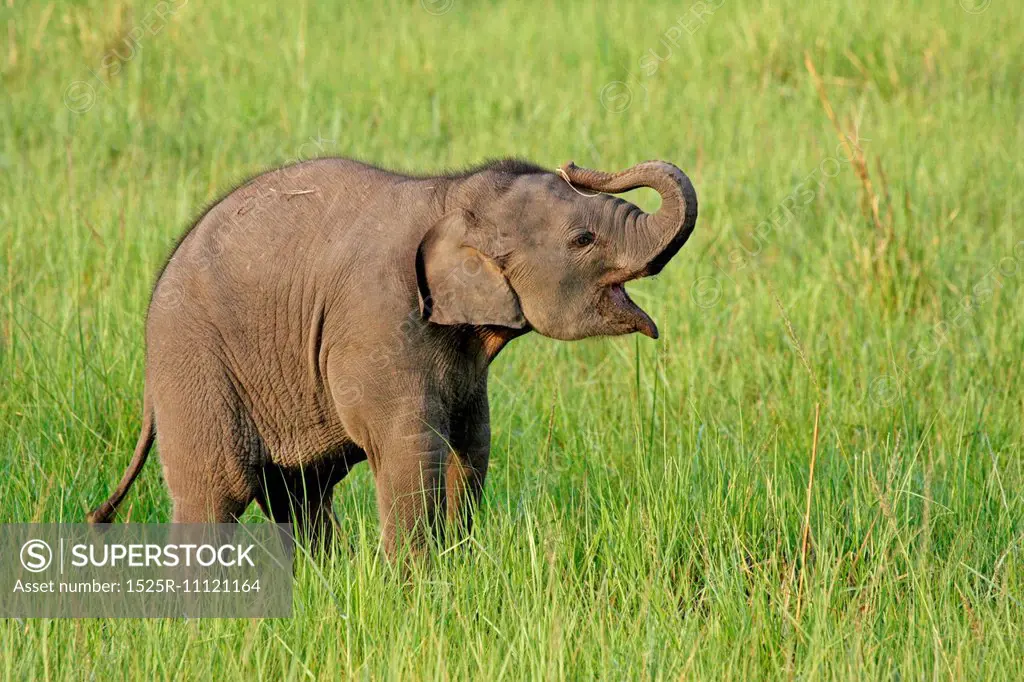 Playful baby elephant learning to use its' trunk