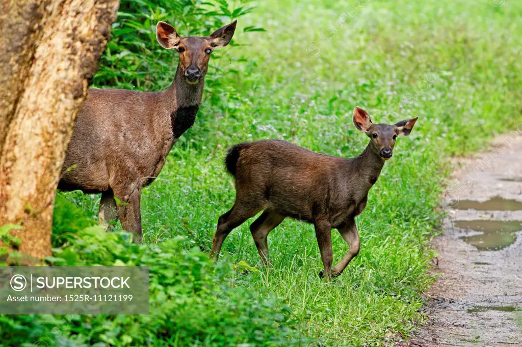 Sambar Deer with fawn