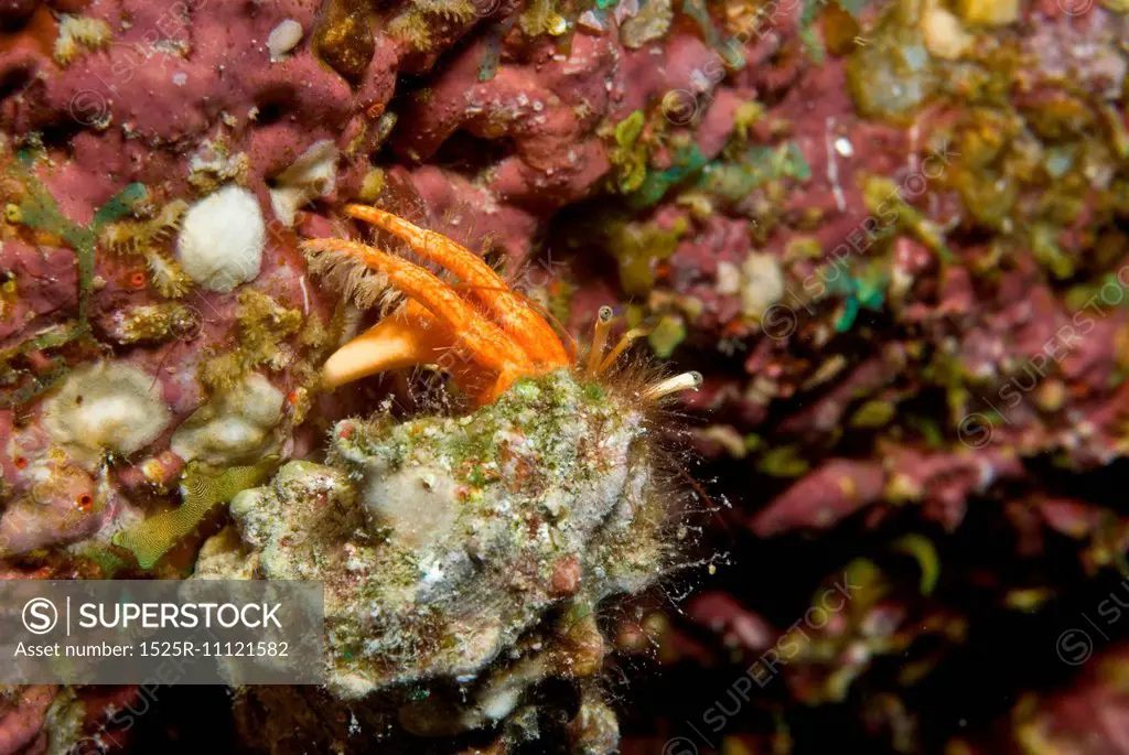 Red Sea Anemone Hermit Crab (Dardanus tinctor)