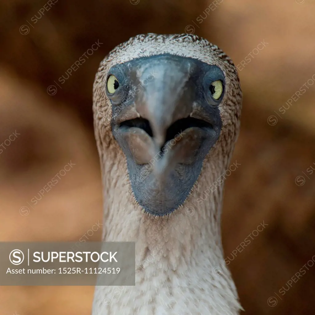 Close-up of a Blue-Footed booby (Sula nebouxii), North Seymour Island, Galapagos Islands, Ecuador