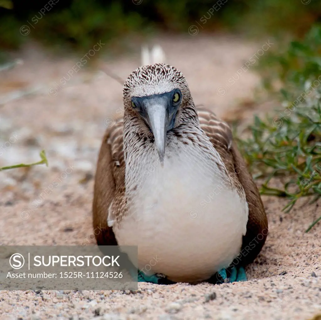 Blue-Footed booby (Sula nebouxii), North Seymour Island, Galapagos Islands, Ecuador