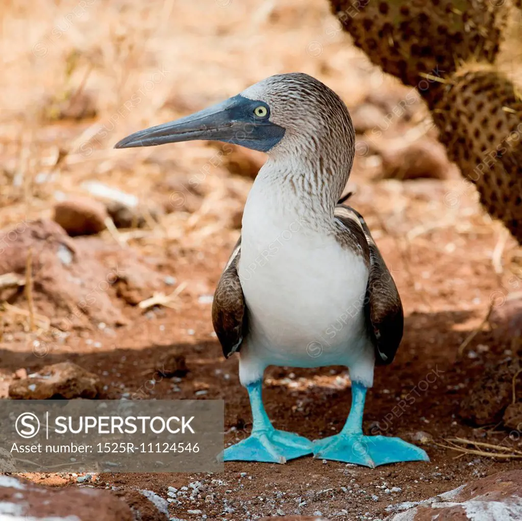 Close-up of a Blue-Footed booby (Sula nebouxii), North Seymour Island, Galapagos Islands, Ecuador