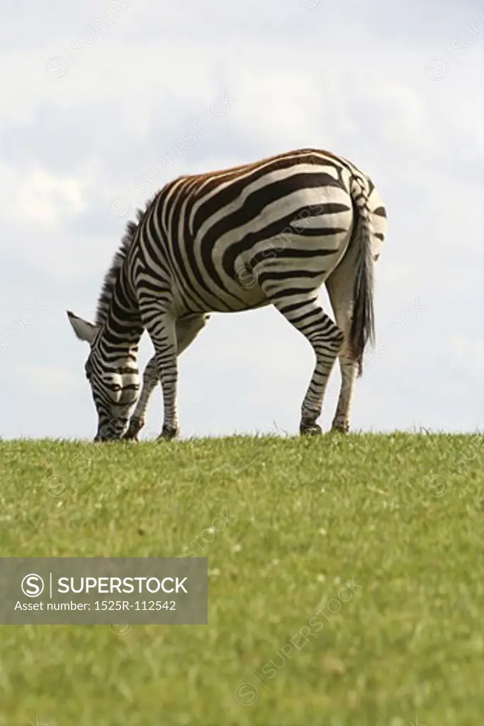 zebra eating grass