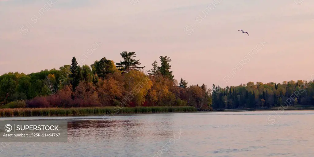 Trees at the lakeside and seagull at Lake of the Woods, Ontario, Canada
